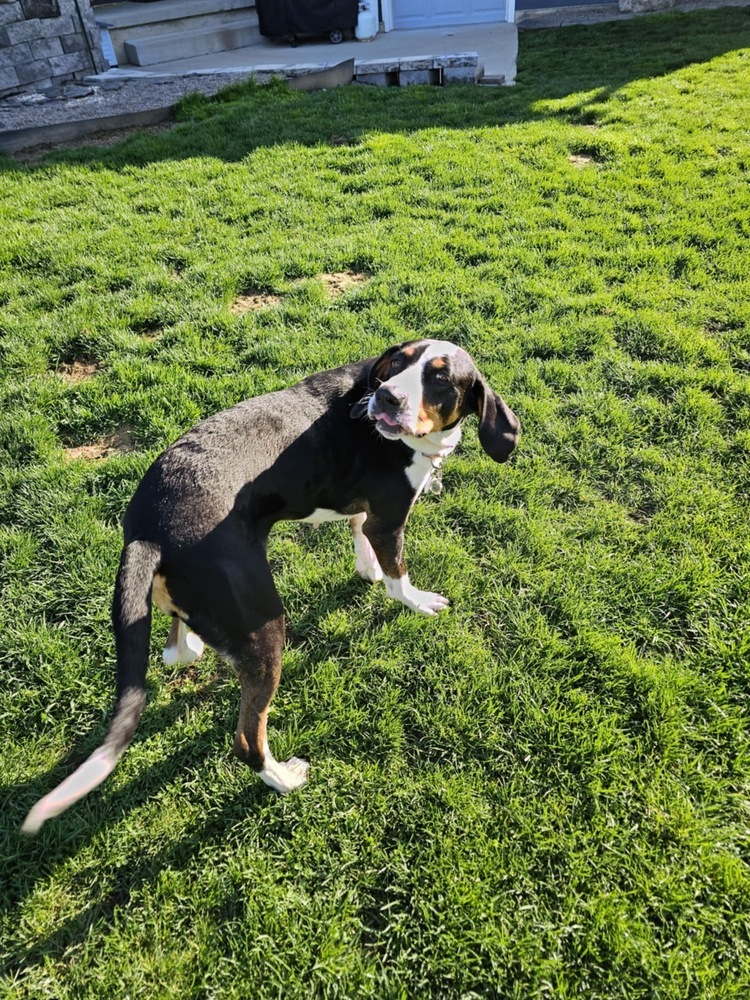 Daisy
