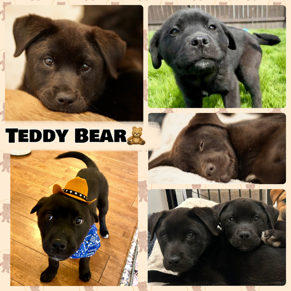 Teddy Bear