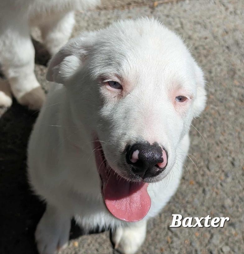 Baxter Base