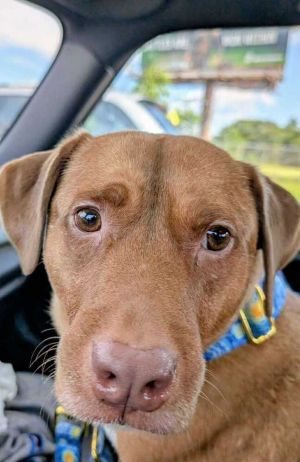 Alonzo, Adult Male Labrador Retriever