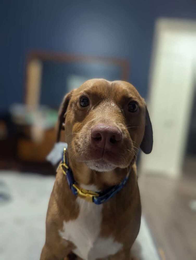 Alonzo