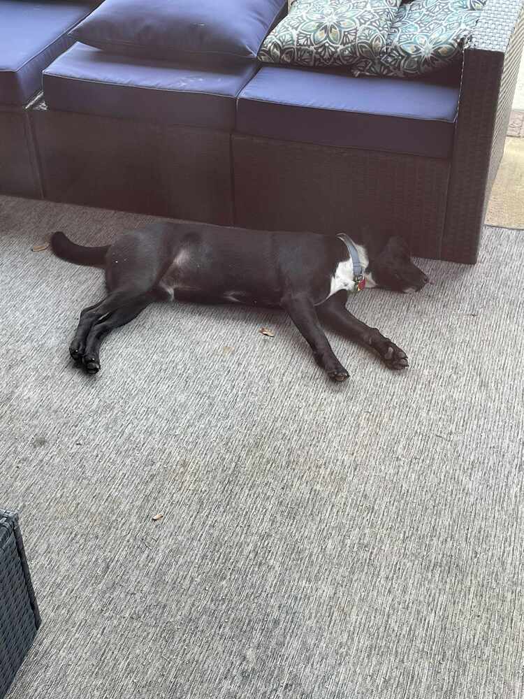 LambChops