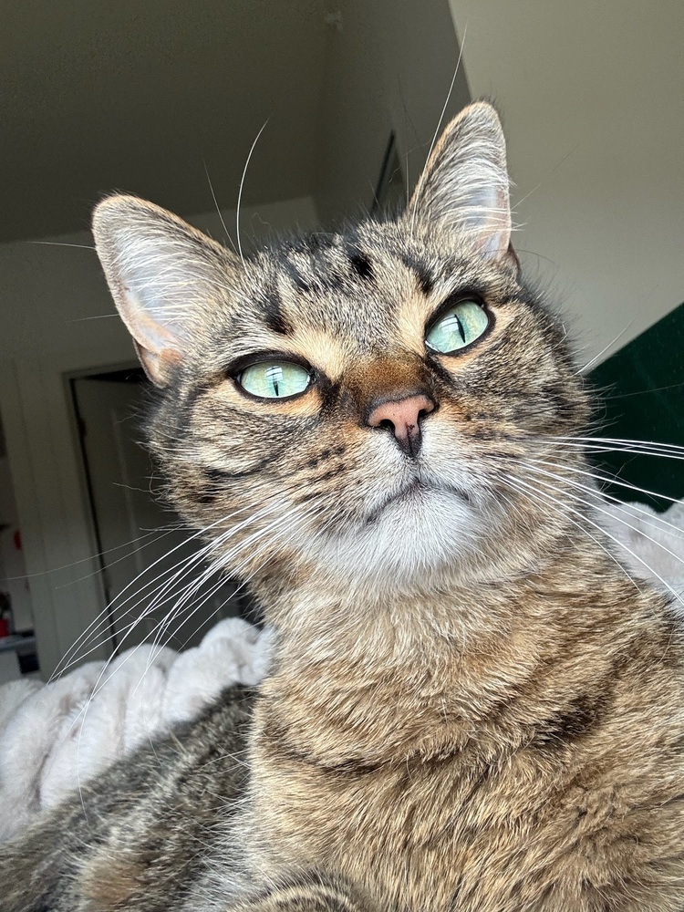 Simba (25-035 C)