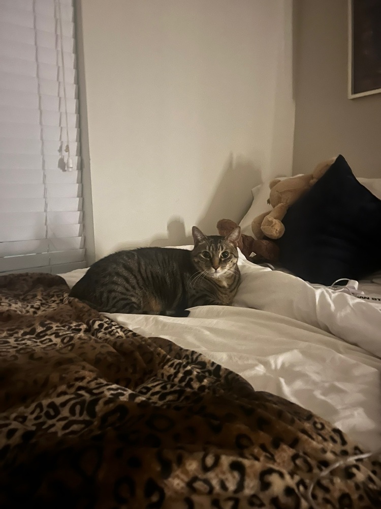 Nala (25-034 C)