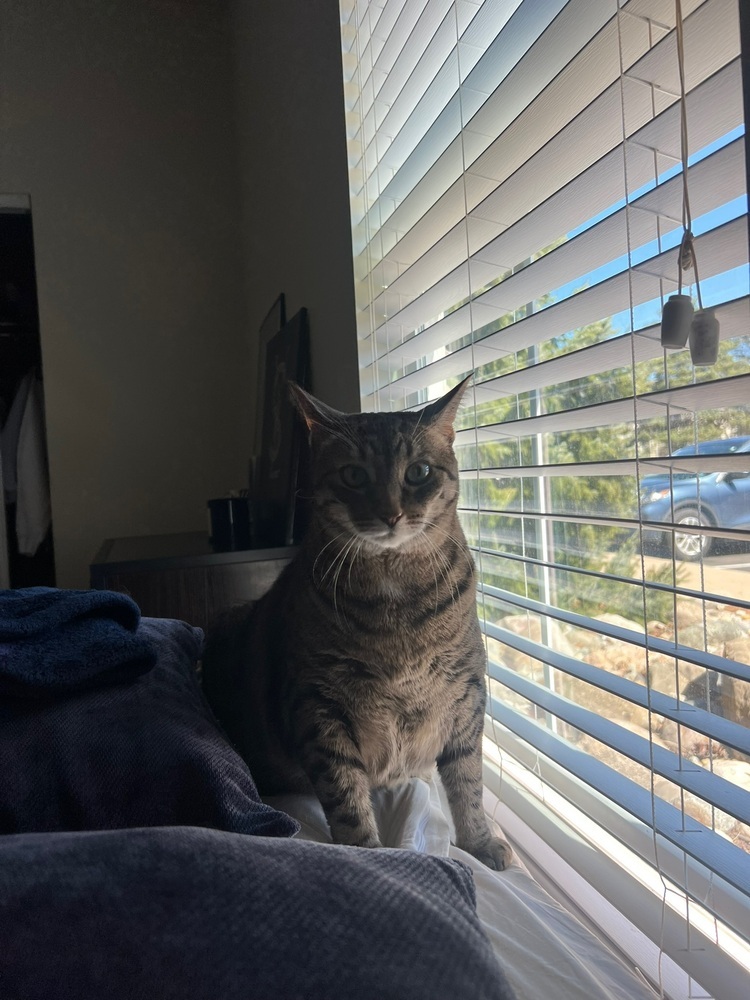 Nala (25-034 C)