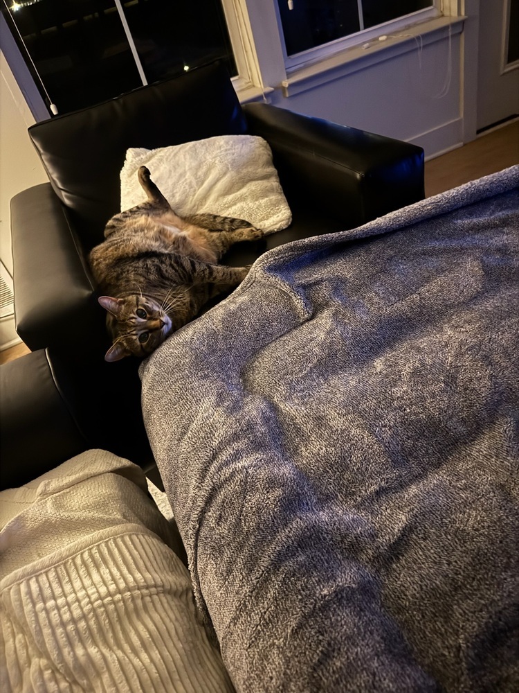 Nala (25-034 C)
