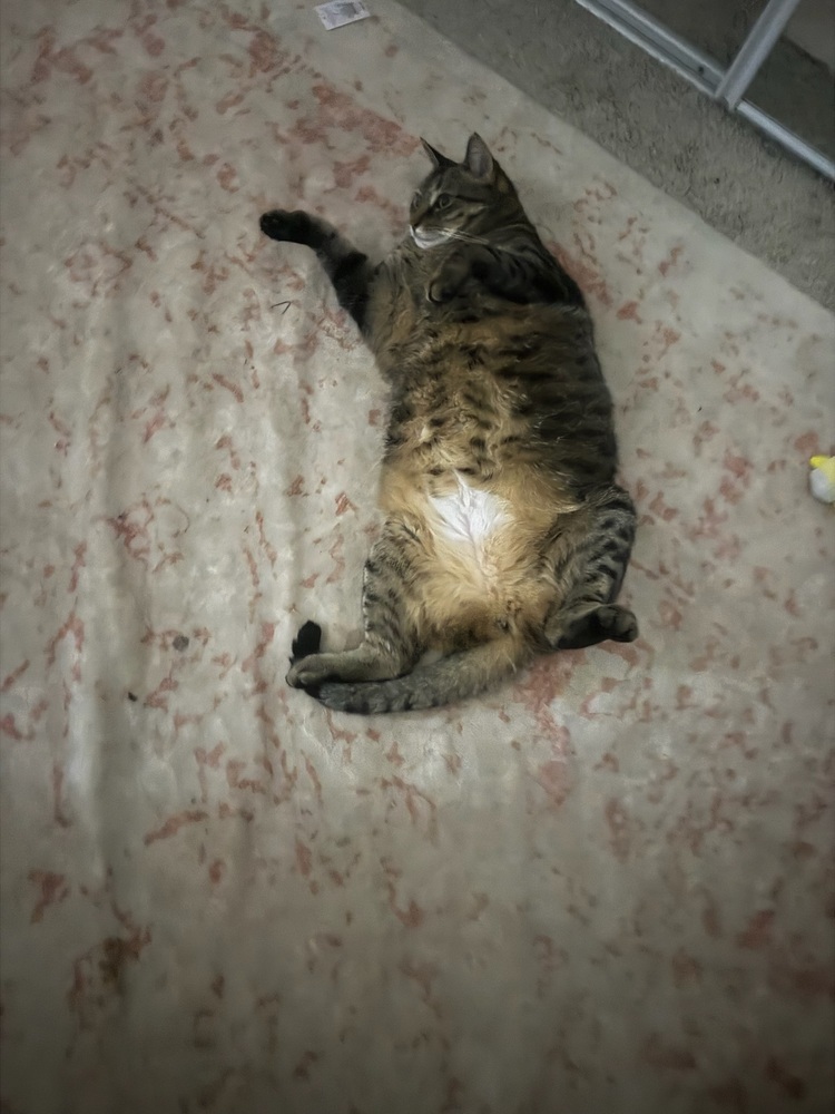 Nala (25-034 C)