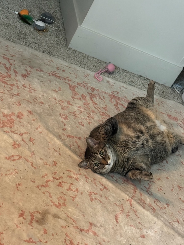 Nala (25-034 C)