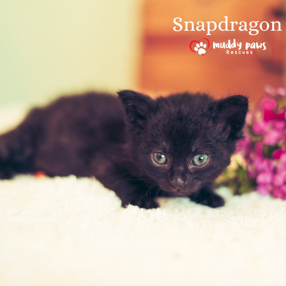 Baby Bloomers Litter: Snapdragon