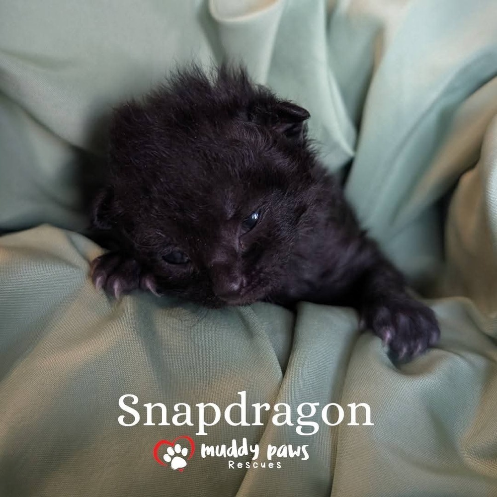 Baby Bloomers Litter: Snapdragon