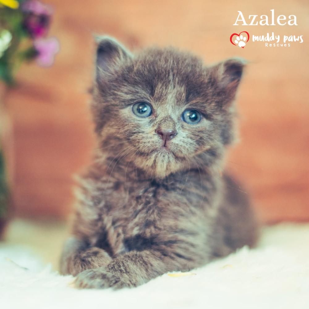 Baby Bloomers Litter: Azalea - No Longer Accepting Applications