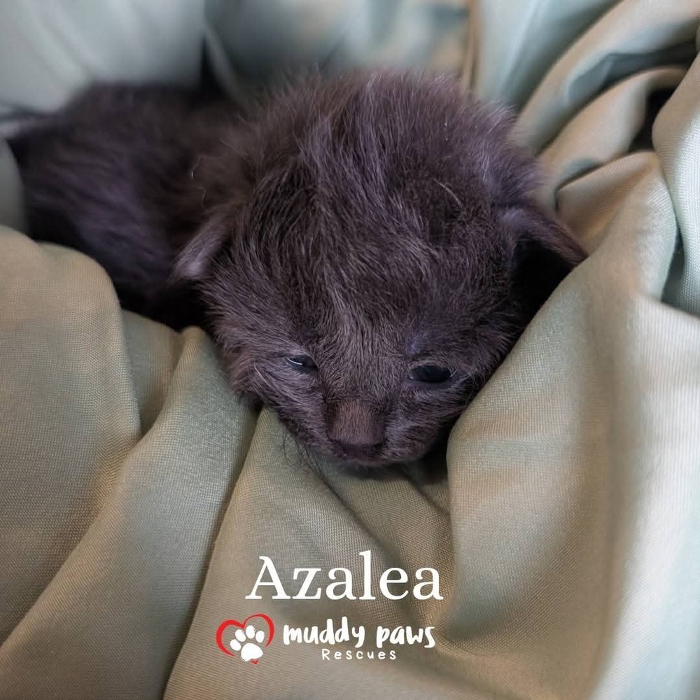 Baby Bloomers Litter: Azalea - No Longer Accepting Applications