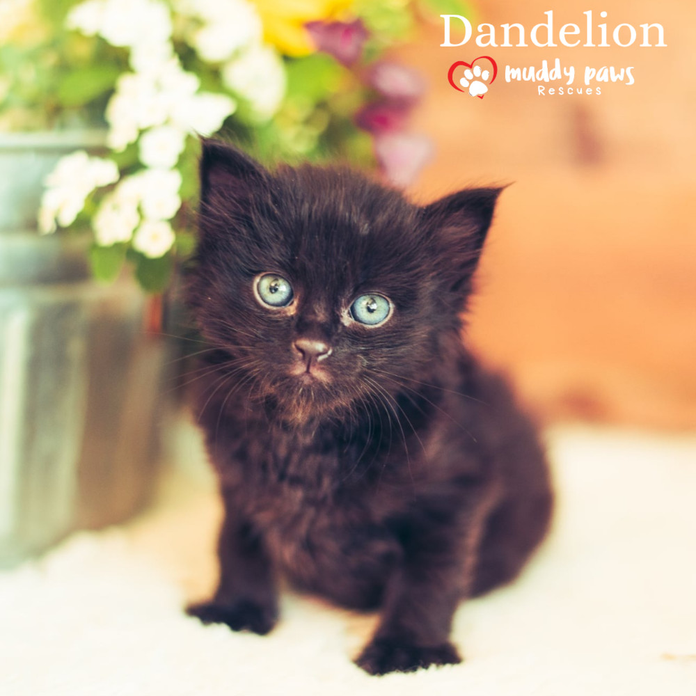 Baby Bloomers Litter: Dandelion - No Longer Accepting Applications