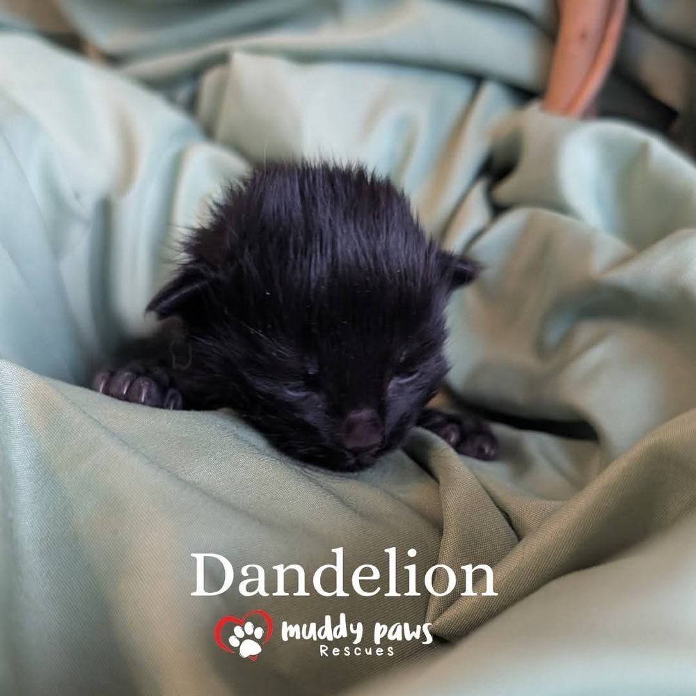 Baby Bloomers Litter: Dandelion - No Longer Accepting Applications