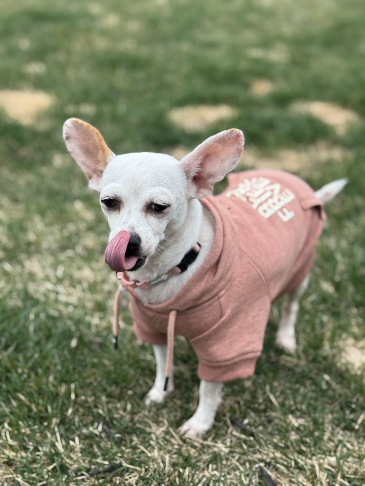 Paloma