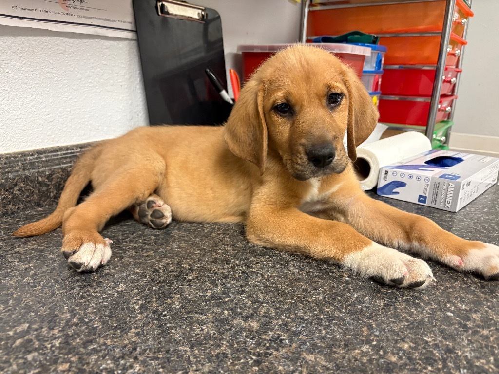 Copper