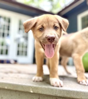 E- pup . Buckee