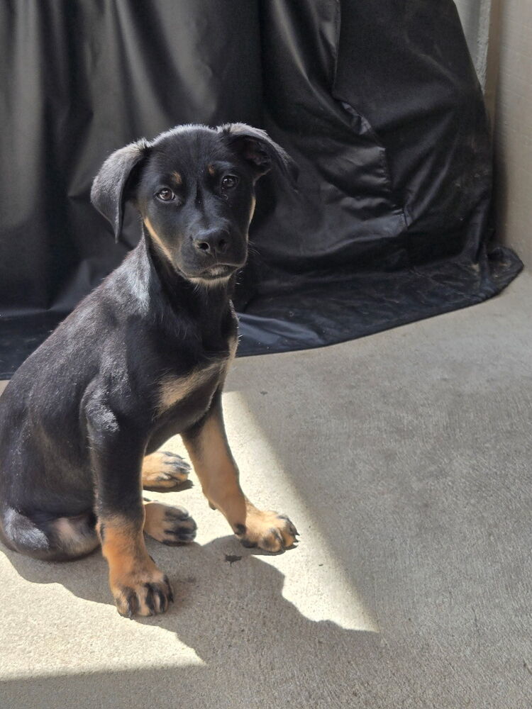 ROMEO