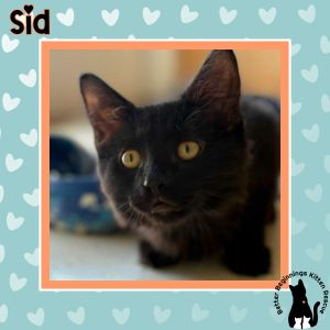 Obsidian / Sid