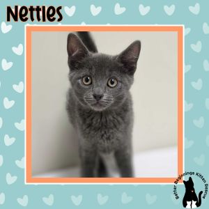 Nettles