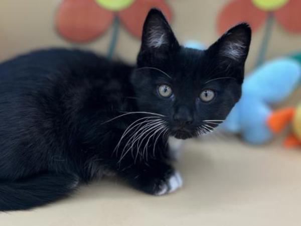 Tux