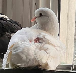 Daikon is a sweet king pigeon who was found with a rubber band intentionally wrapped around her leg