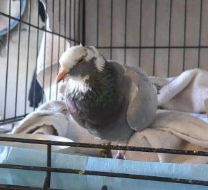 This gorgeous sweet pigeon is another victim of racing We have no idea if he was lost and then bec