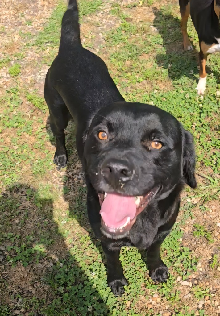 Jack, an adoptable Labrador Retriever, Affenpinscher in Hardeeville, SC, 29927 | Photo Image 1