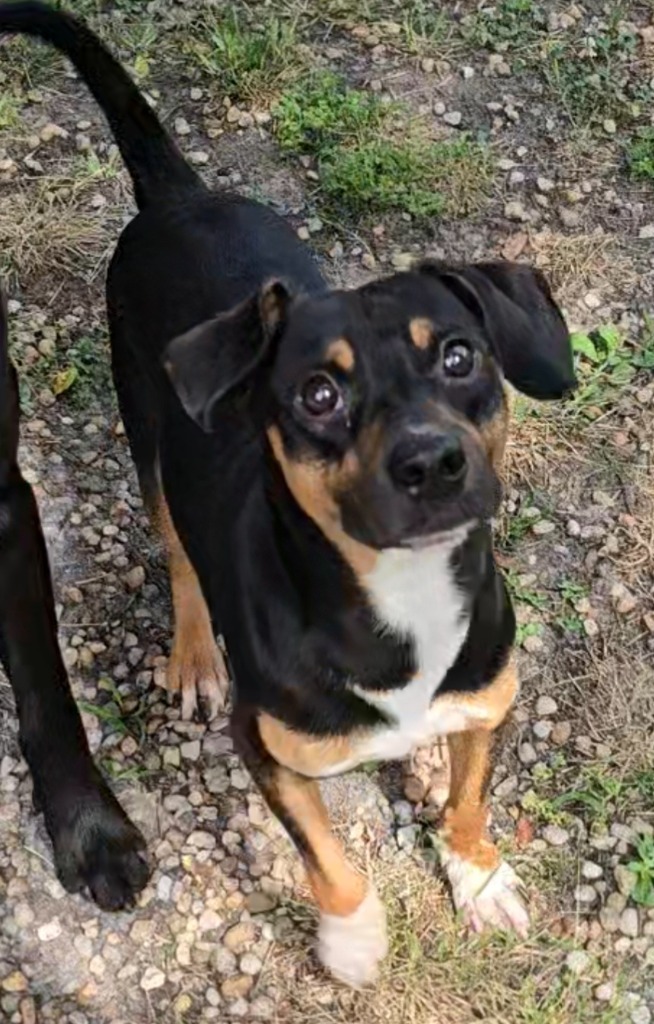 Pollo, an adoptable Beagle, Affenpinscher in Hardeeville, SC, 29927 | Photo Image 1