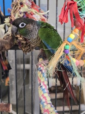 Ricky, Senior Male Conure