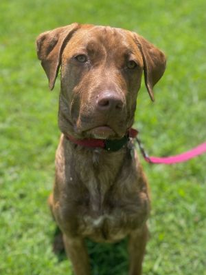Dodge, Adult Male unknown