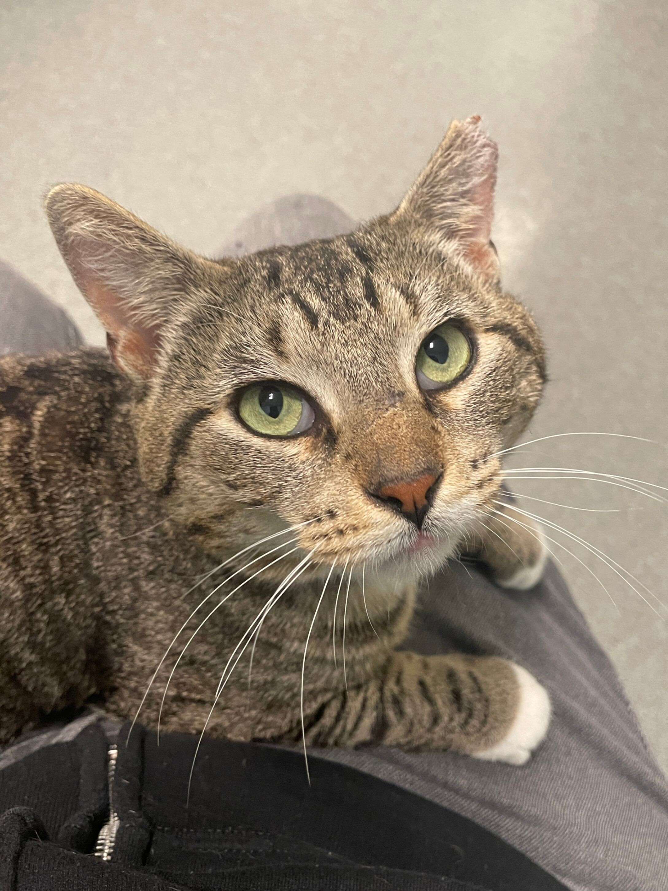 Mimmy, an adoptable Domestic Short Hair in Fort Collins, CO, 80524 | Photo Image 1