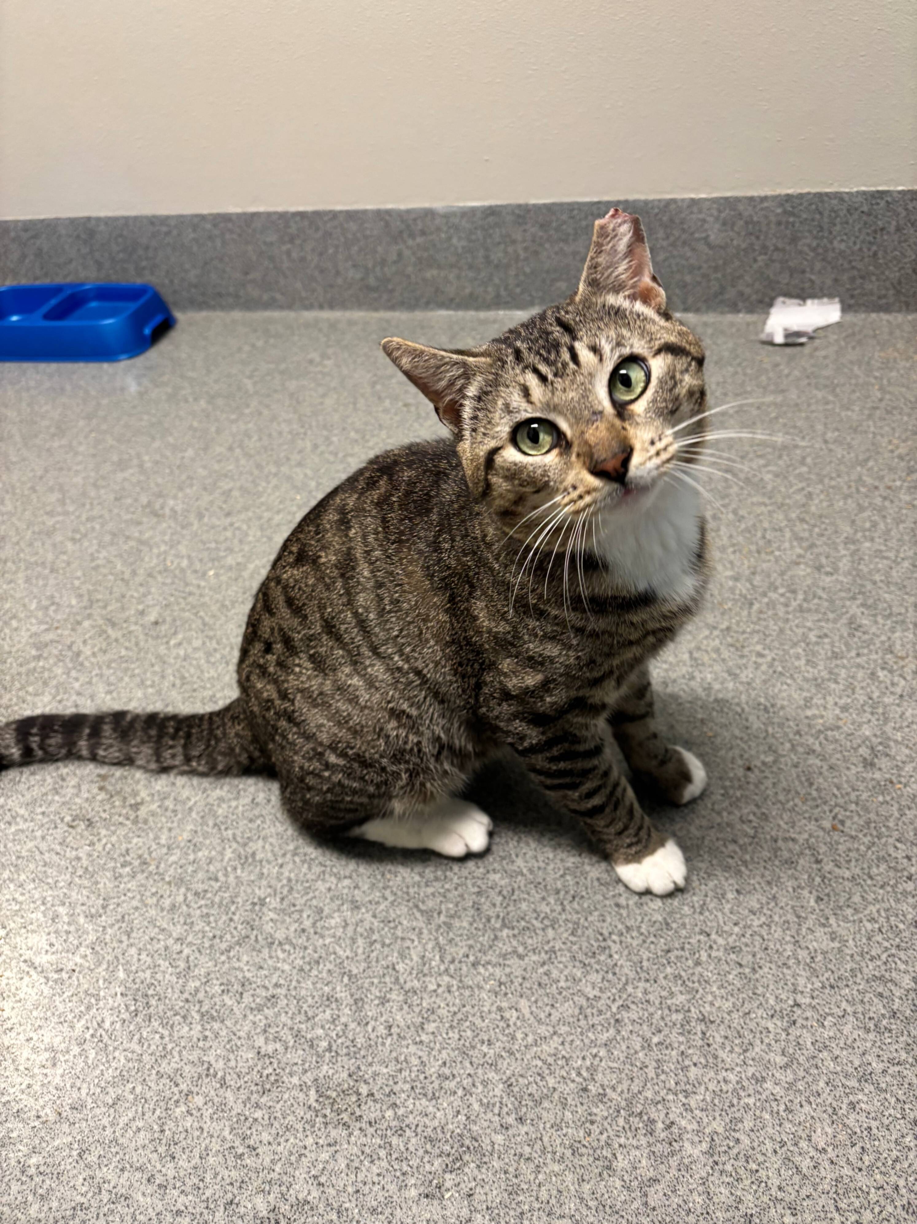 Mimmy, an adoptable Domestic Short Hair in Fort Collins, CO, 80524 | Photo Image 2
