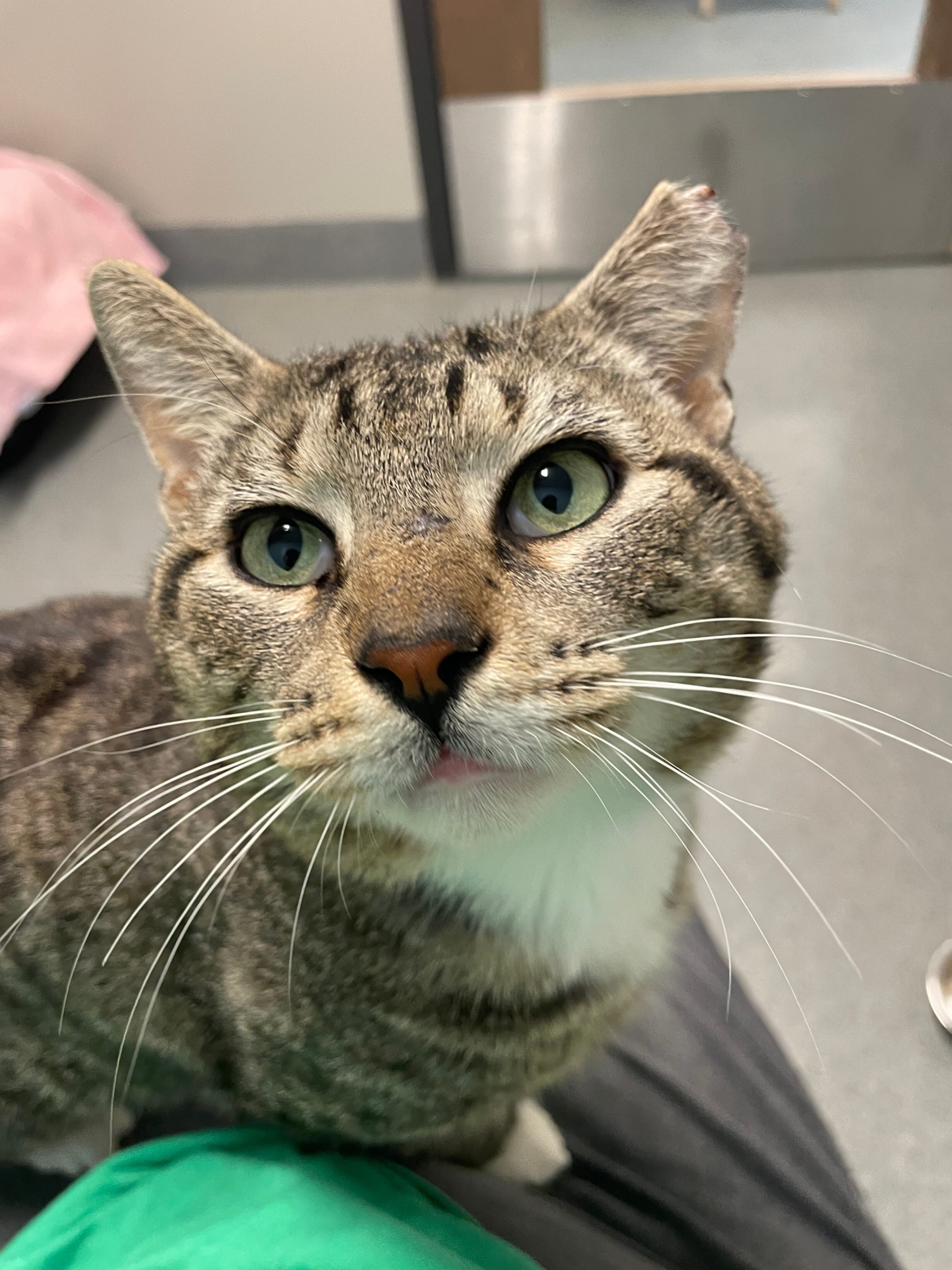 Mimmy, an adoptable Domestic Short Hair in Fort Collins, CO, 80524 | Photo Image 3