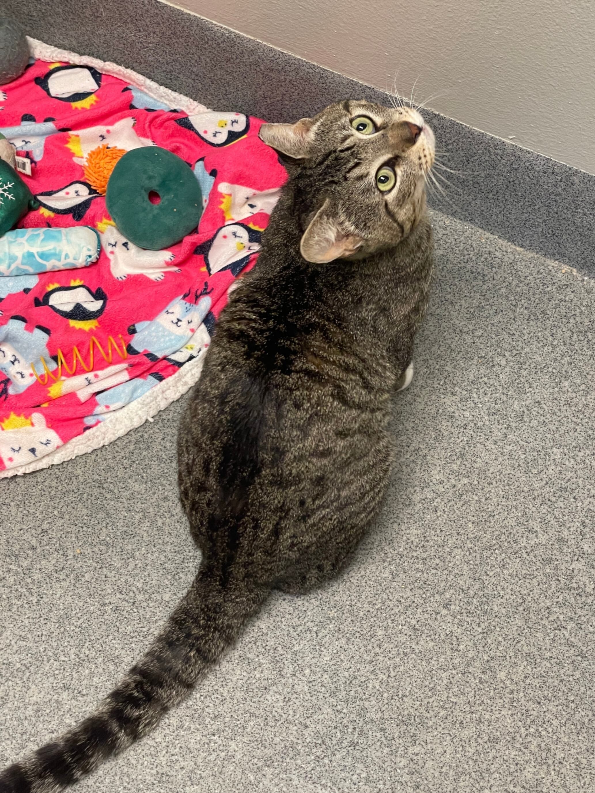 Mimmy, an adoptable Domestic Short Hair in Fort Collins, CO, 80524 | Photo Image 4