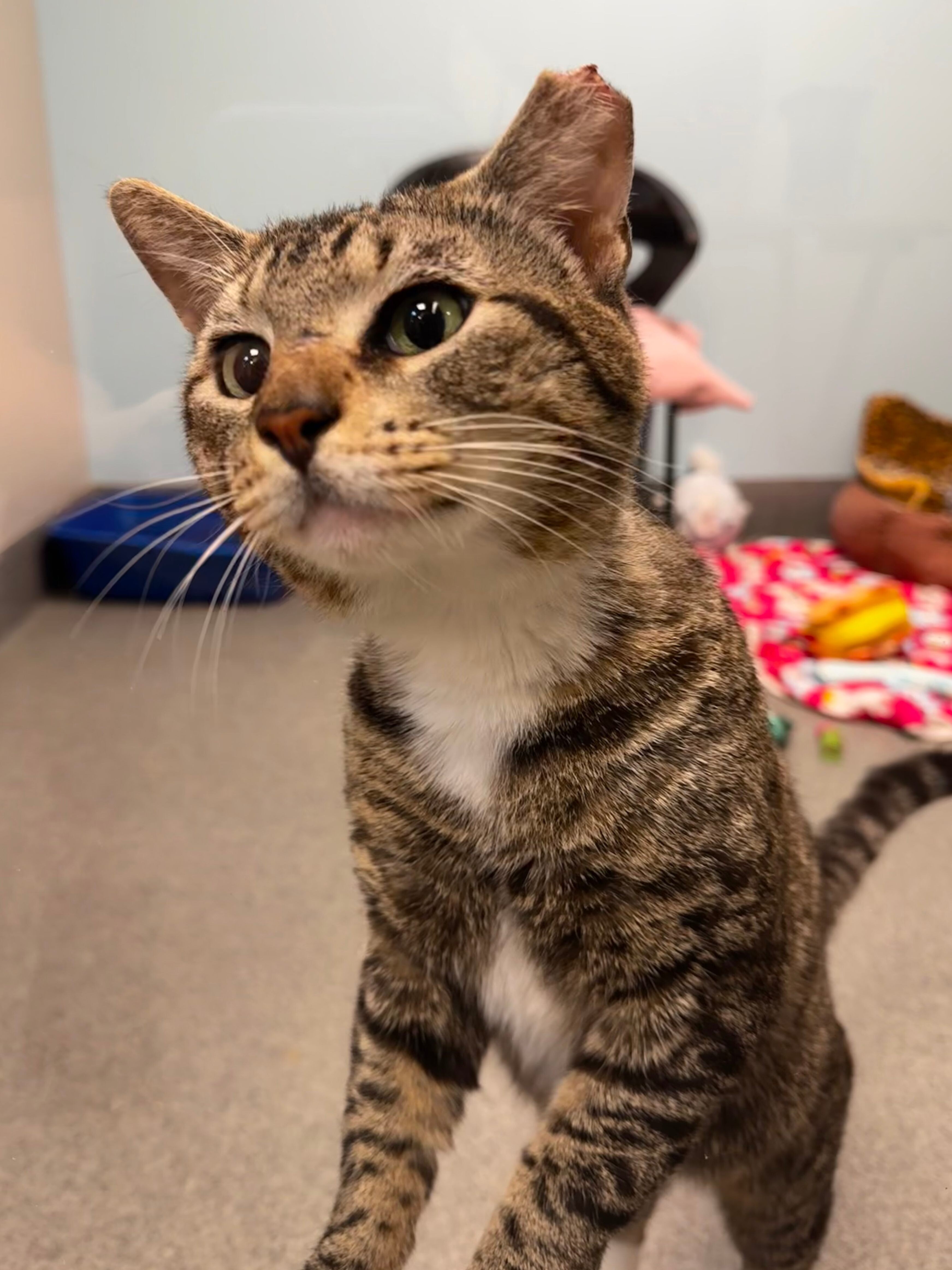 Mimmy, an adoptable Domestic Short Hair in Fort Collins, CO, 80524 | Photo Image 5