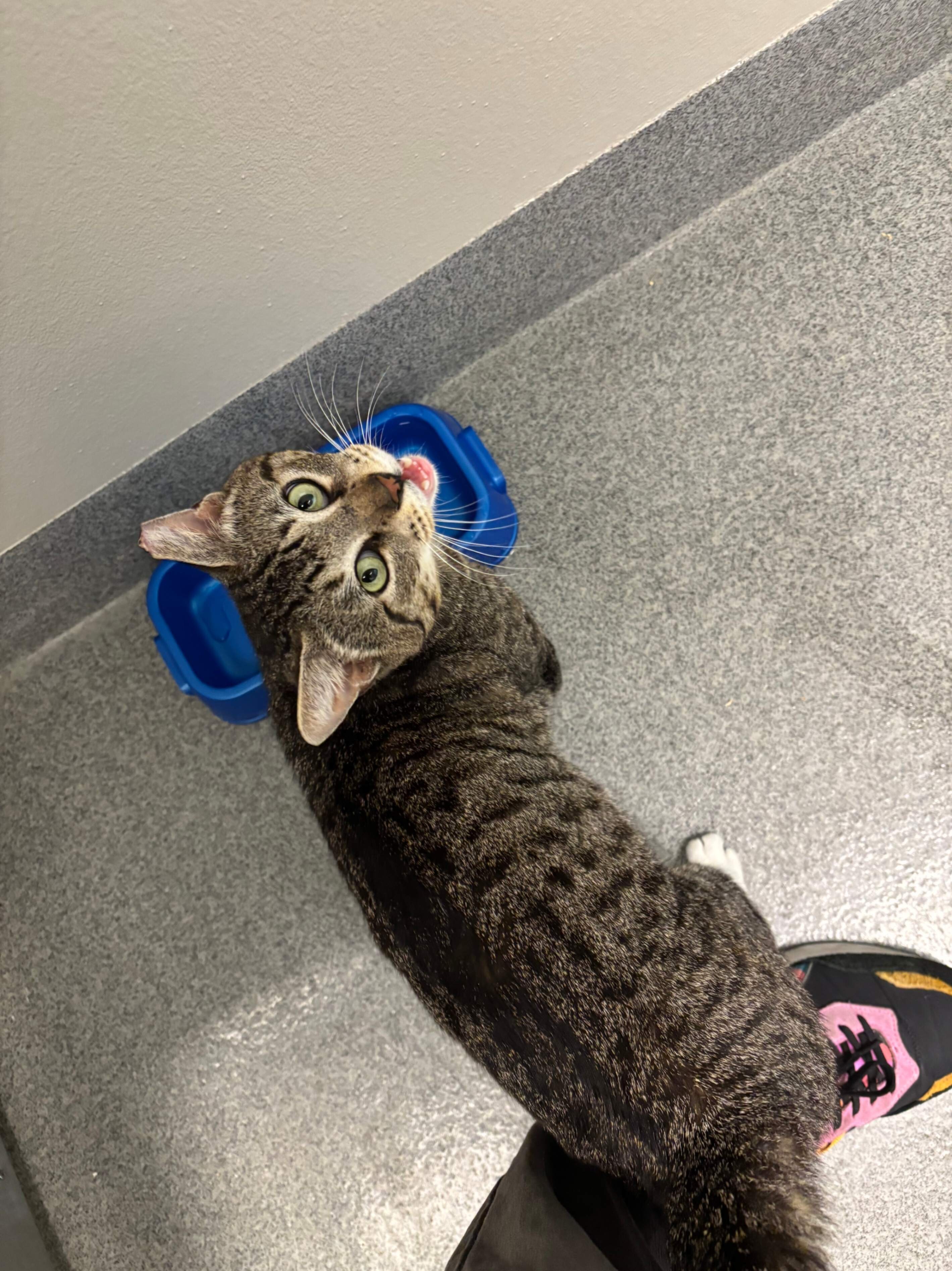 Mimmy, an adoptable Domestic Short Hair in Fort Collins, CO, 80524 | Photo Image 6