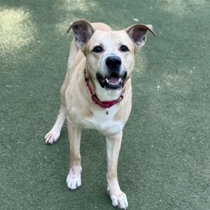 Mulligan, Adult Male Labrador Retriever