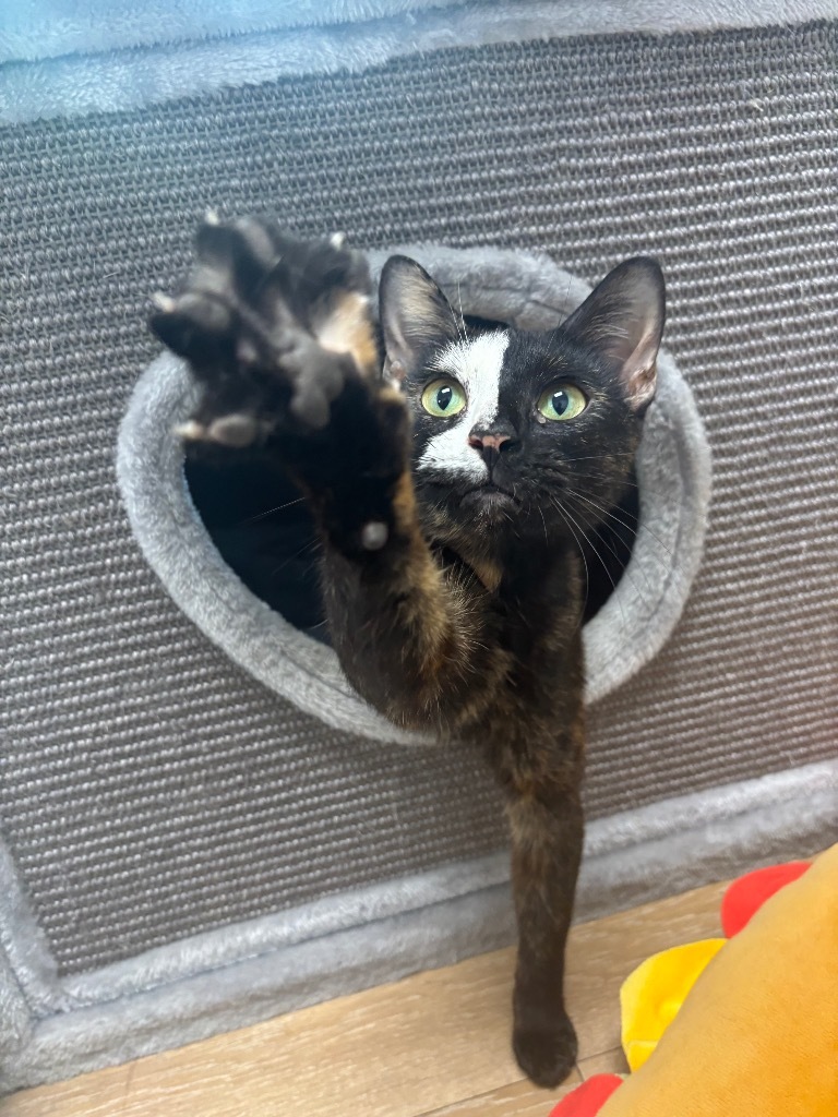 Petunia