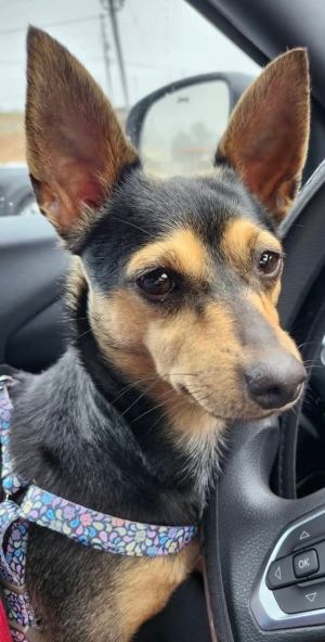 Lassie, Young Female Chihuahua
