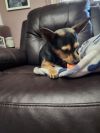 Lassie photo 3