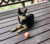 Lassie photo 4