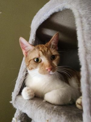 Cherry Blossom, Young Female Tabby