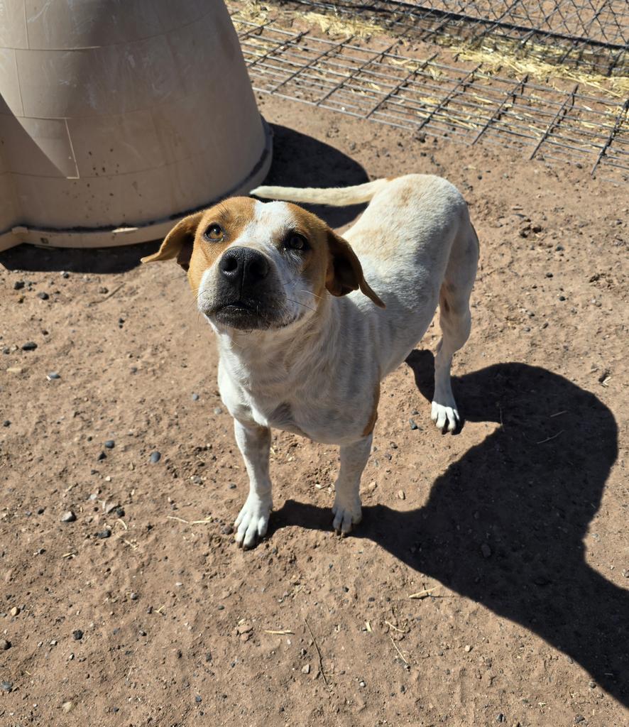 Ramen, an adoptable Cattle Dog, Labrador Retriever in Holbrook, AZ, 86025 | Photo Image 1
