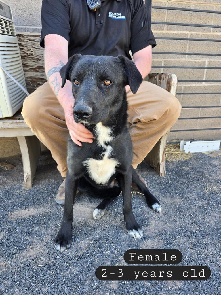 Spazzie, an adoptable Labrador Retriever, Mixed Breed in Holbrook, AZ, 86025 | Photo Image 1