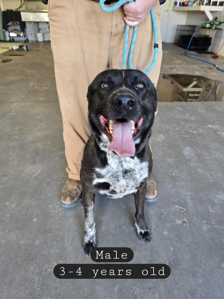 Sir Licks-a-lot, an adoptable Labrador Retriever, Mixed Breed in Holbrook, AZ, 86025 | Photo Image 1