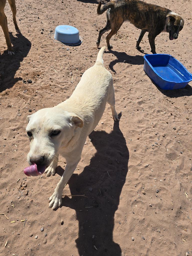 Lady Cuddles, an adoptable Mixed Breed in Holbrook, AZ, 86025 | Photo Image 1