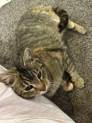 Bunny, Young Female Domestic Short Hair