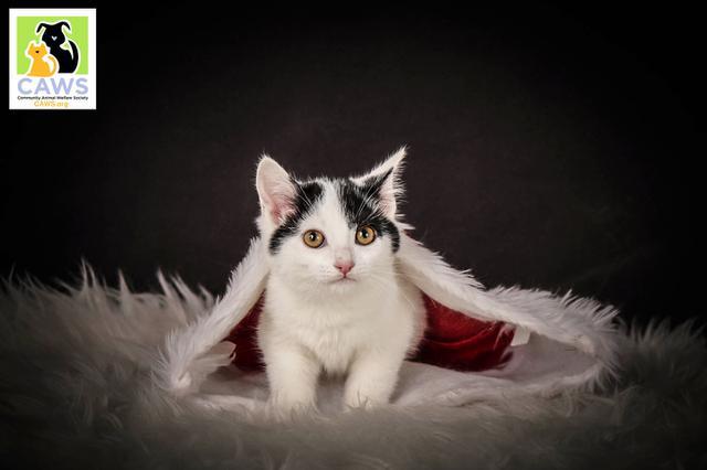 Smiley, an adoptable Domestic Short Hair in Salt Lake City, UT, 84117 | Photo Image 1