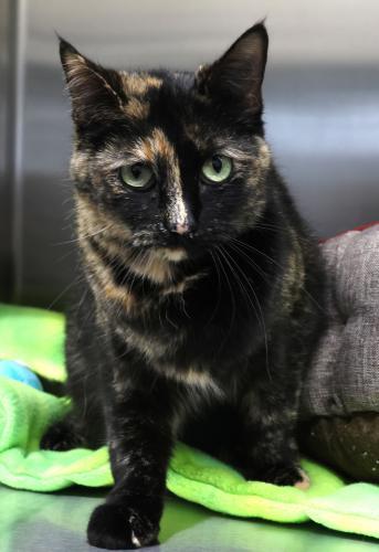 Bella Cat